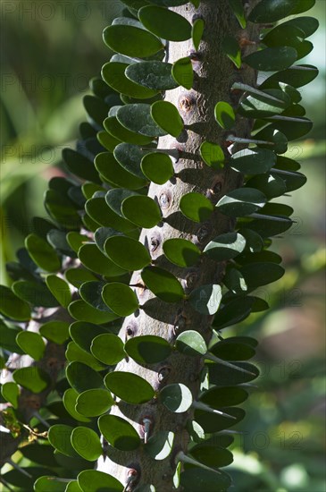 Detailed view of Madagascar ocotillo