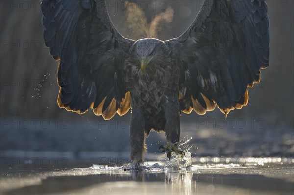 White-tailed eagle