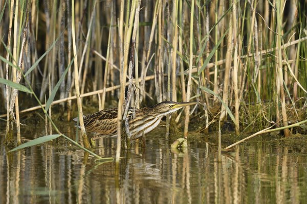 Little bittern