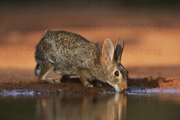 Eastern Cottontail