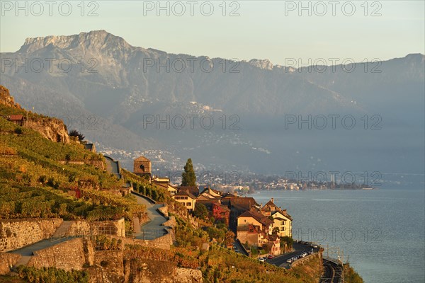 Vineyards in autumn