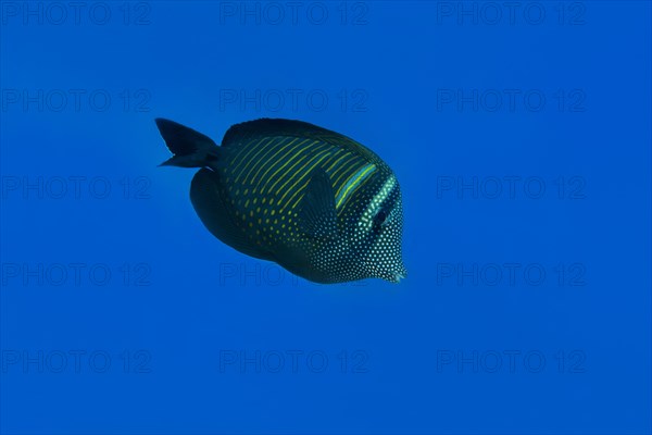 Red Sea Sailfin Tang