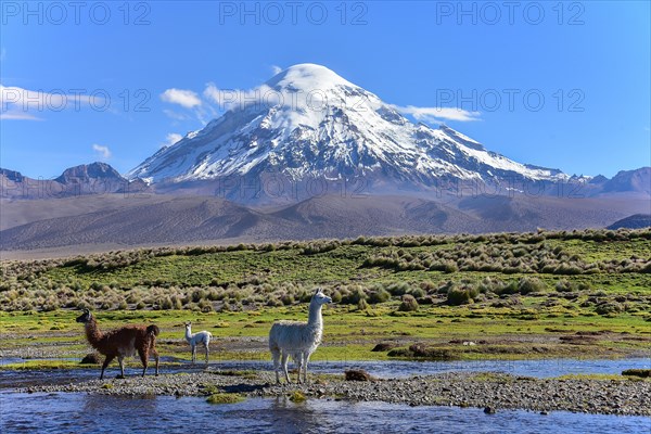 Llamas