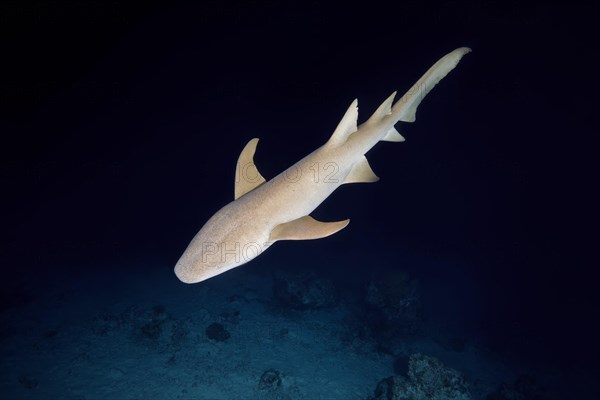 Tawny nurse shark