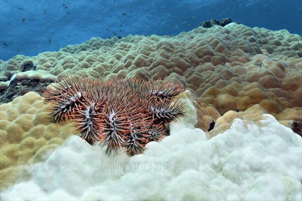 Crown-of-thorns starfish