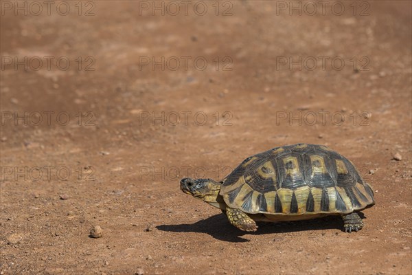 Angulate tortoise