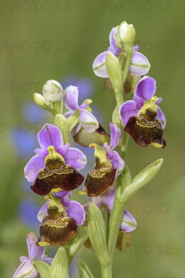 Late spider orchid