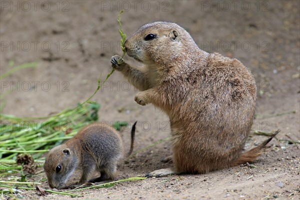 Black-tailed Prairie dogs