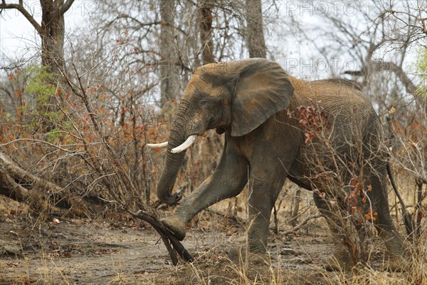 African bush elephant