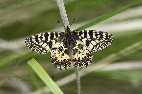 Southern festoon