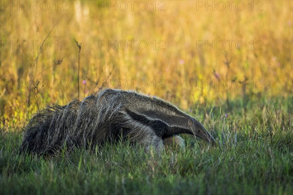 Giant anteater