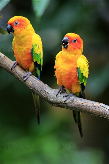 Sun conure