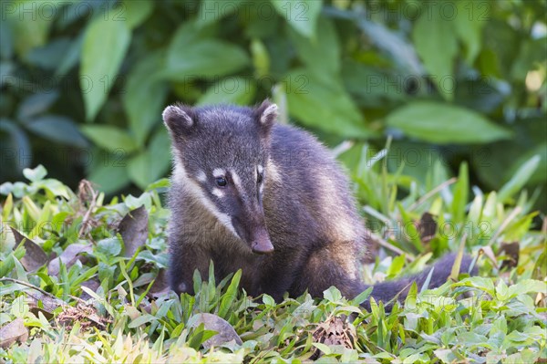 South American Coati