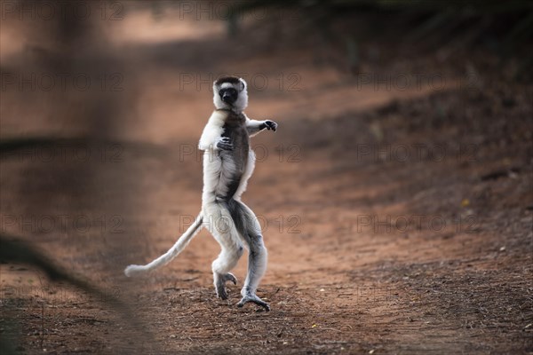 Dancing Verreaux's sifaka