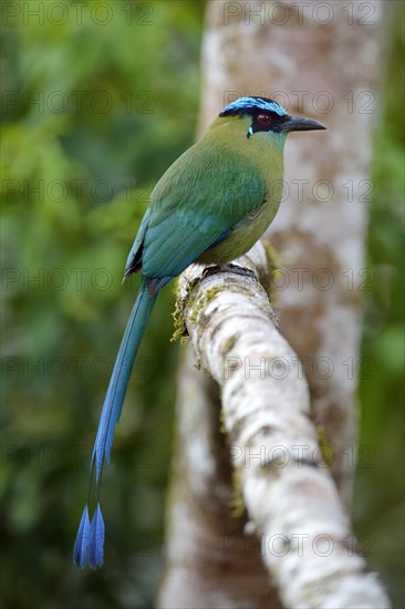 Blue-crowned Motmot