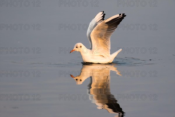 Black-headed gull