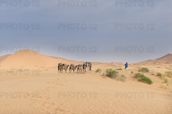 Caravan with camels in Sahara desert