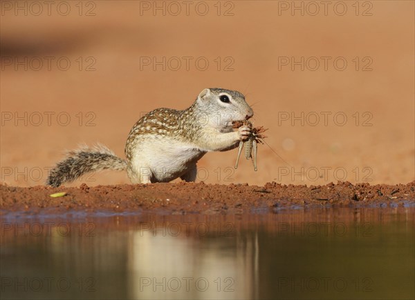 Mexican Ground Squirrel