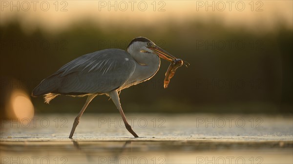 Grey Heron