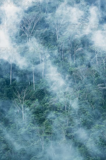 Rain Forest with fog