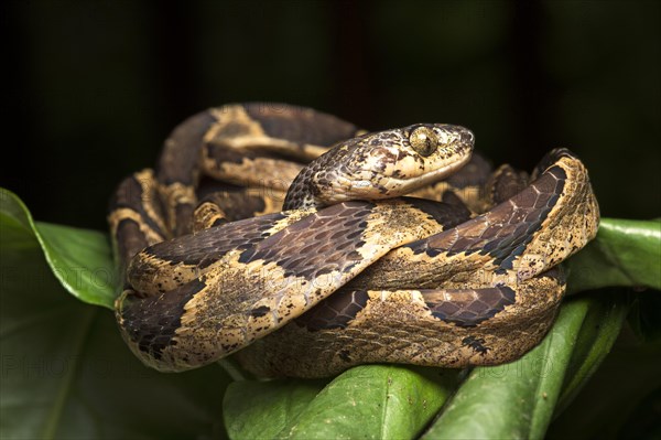 Cat-eyed snake