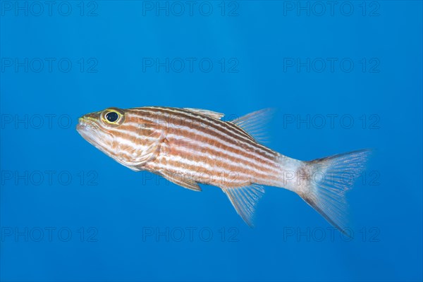 Largetoothed Cardinalfish