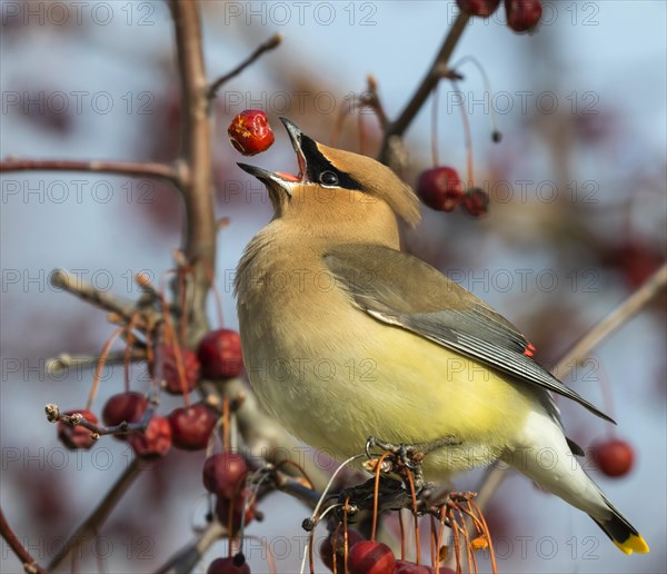 Cedar waxwing