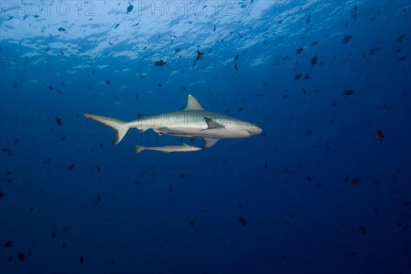 Grey reef shark