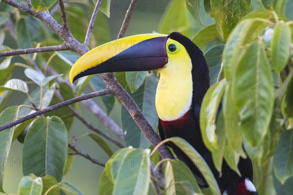 Yellow-throated toucan