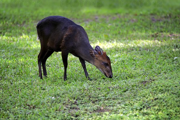 Black duiker