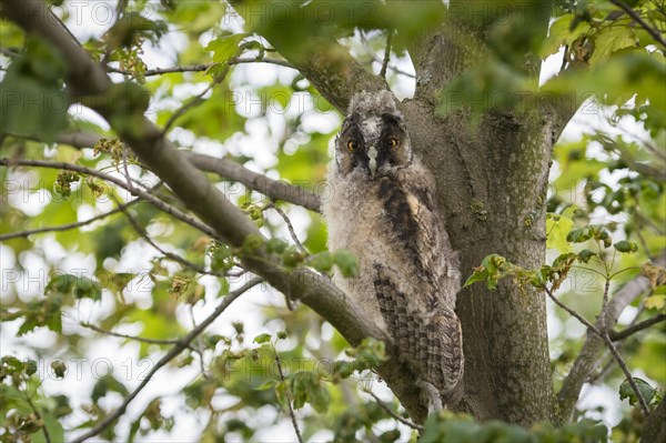 Young long-eared owl