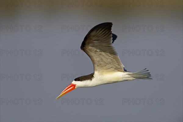 African skimmer