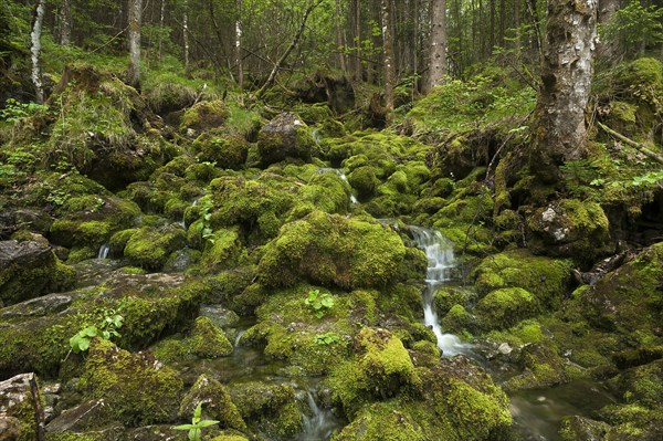 Moss covered stones on a mountain stream
