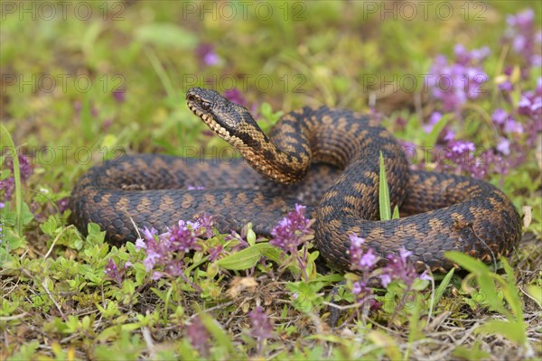 Common European viper