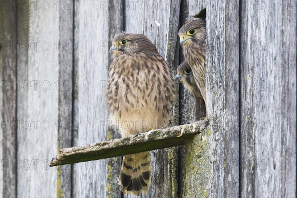 Young common kestrels