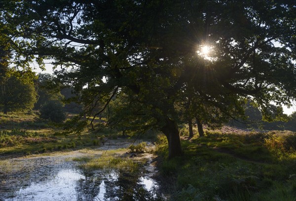 Small moor lake on the heath