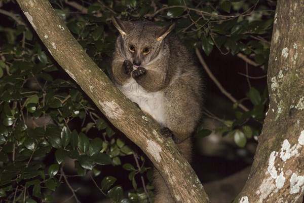 Brown greater galago