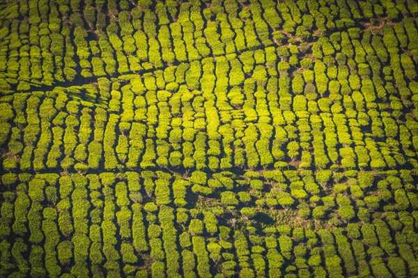 Tea plantations