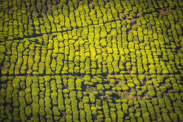 Tea plantations