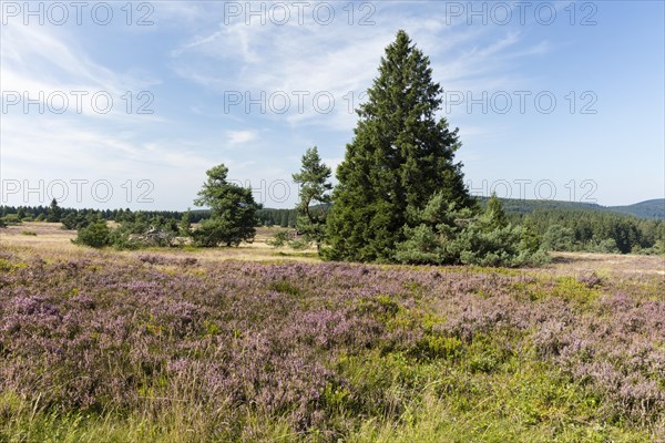 Flowering high heathland