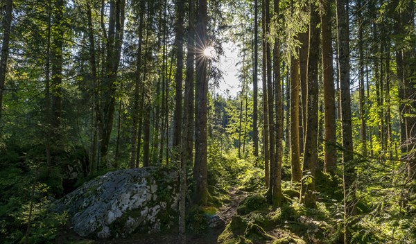 Sun shines through the forest