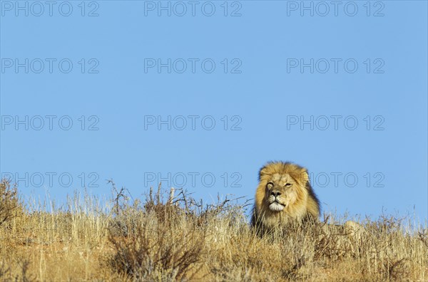 Black-maned Lion