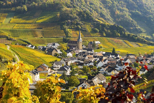 Vineyards in autumn