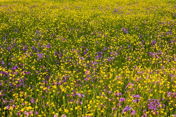 Sea of blossoms