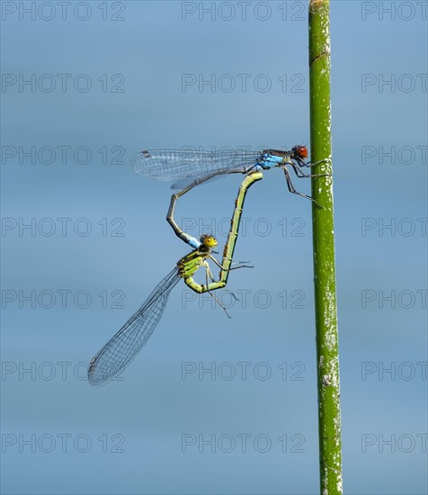 Red-eyed Damselfly