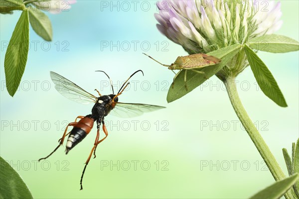 Ichneumon fly