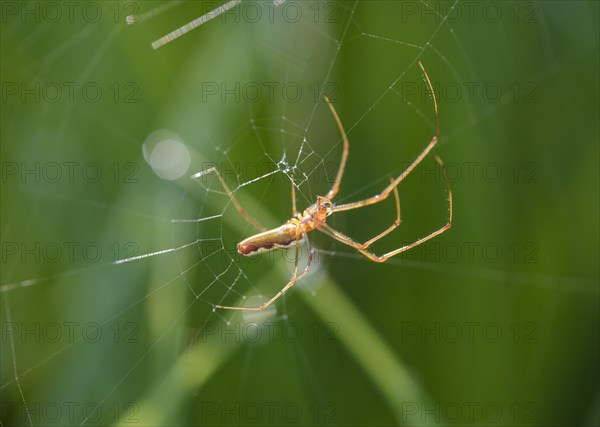 Stretcher spider