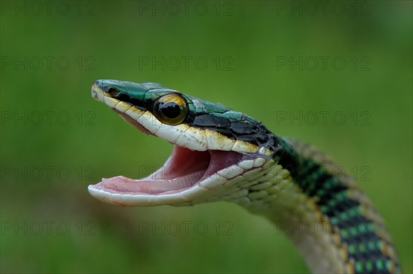 Mexican Parrot Snake