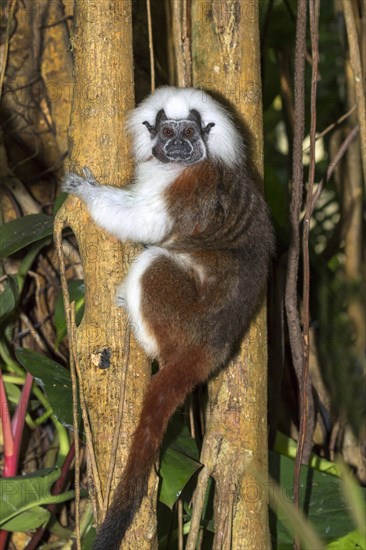 Cotton-top tamarin