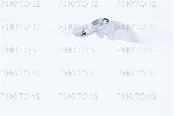 Mountain hare